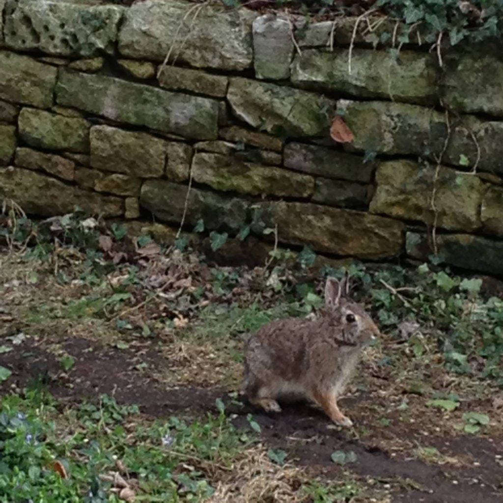 Local Fauna inspecting some past work